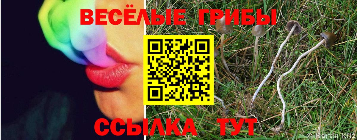 Санкт-Петербург  Галлюциногенные грибы Cubensis  Вход с VPN 